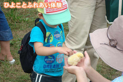 ひよことふれあい体験