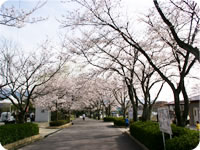 本町公園の桜